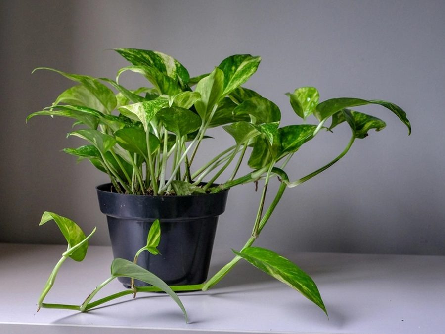 Chinese money plant with round, coin-shaped leaves