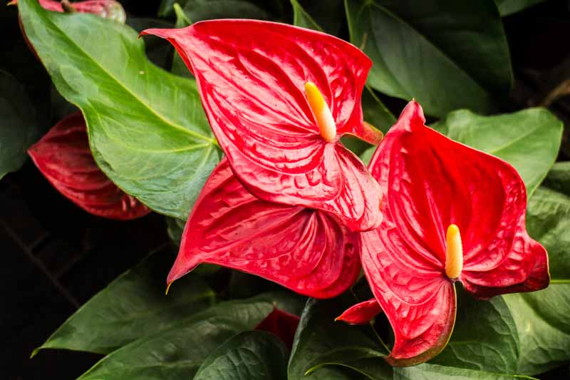 Flamingo flower with bright red heart-shaped spathes