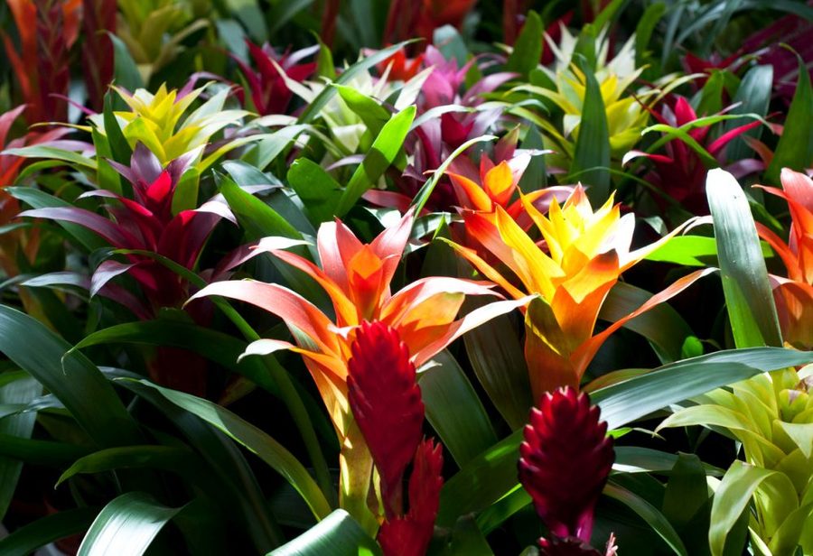 Guzmania bromeliad with a bright flower spike above a rosette of green leaves