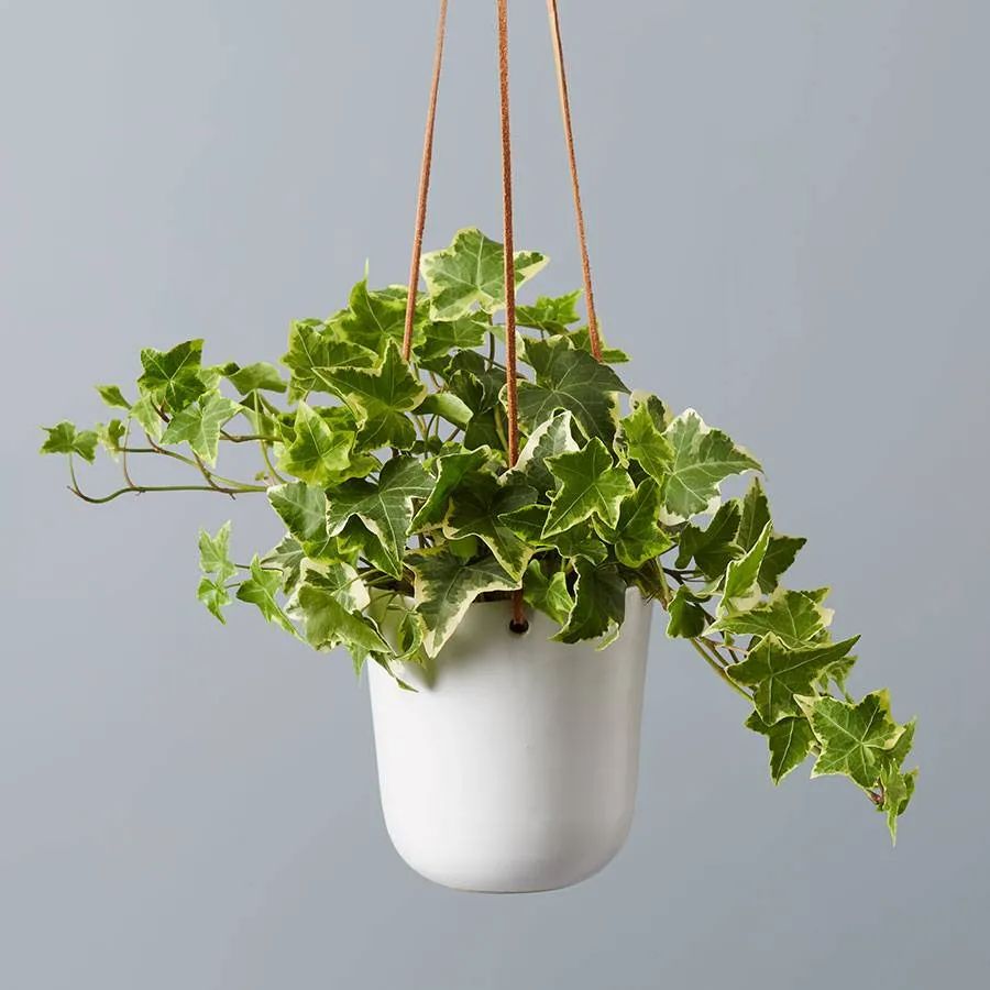 Ivy trailing from a hanging basket