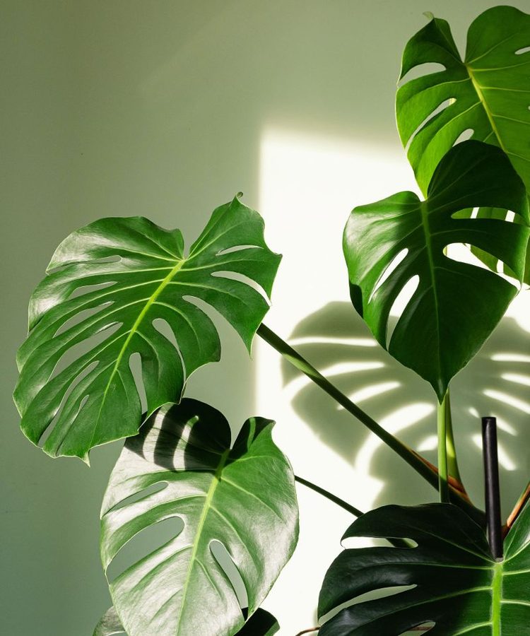 Monstera deliciosa with characteristic split leaves