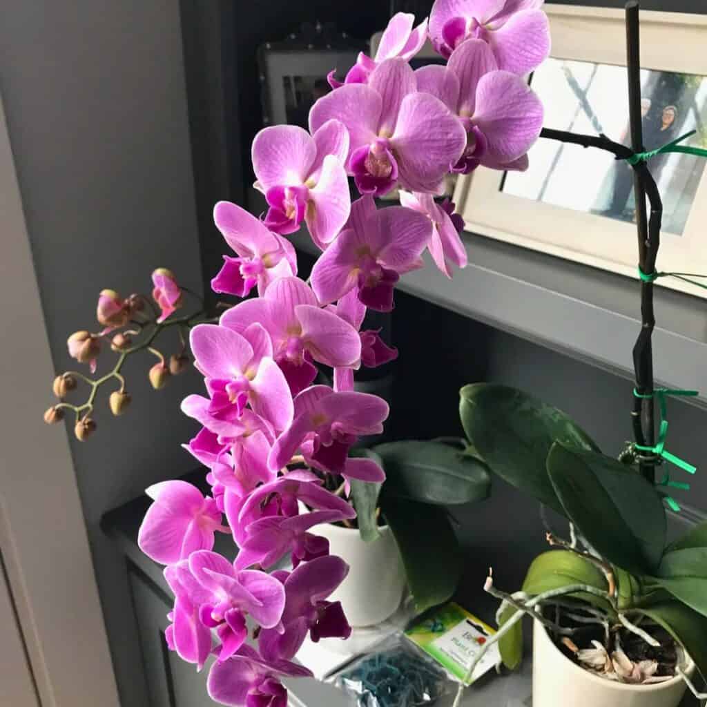 Orchid in bloom on a single arching stem