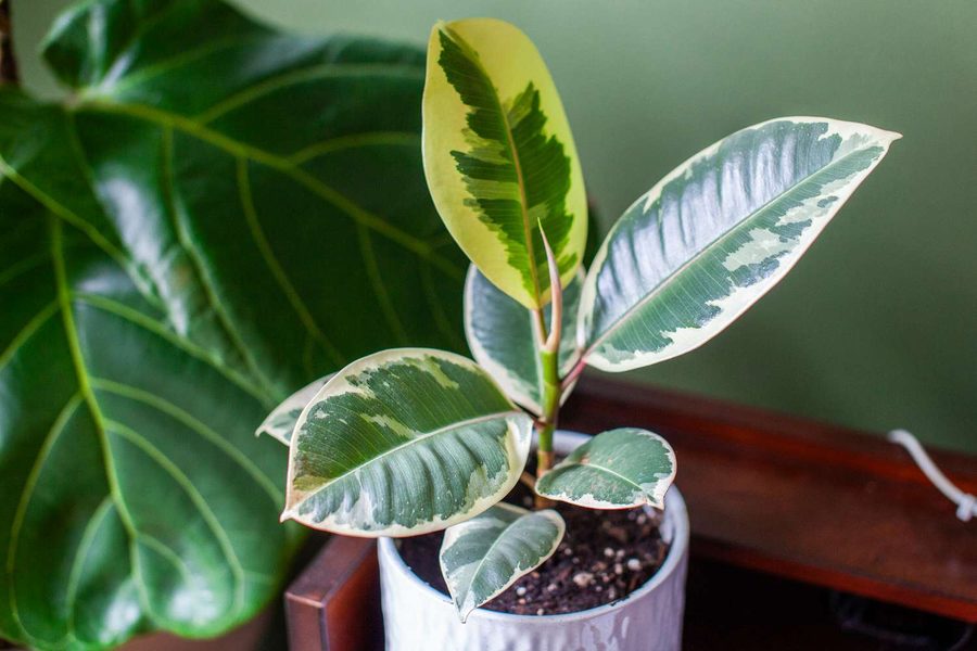 Rubber ficus with broad, glossy dark green leaves