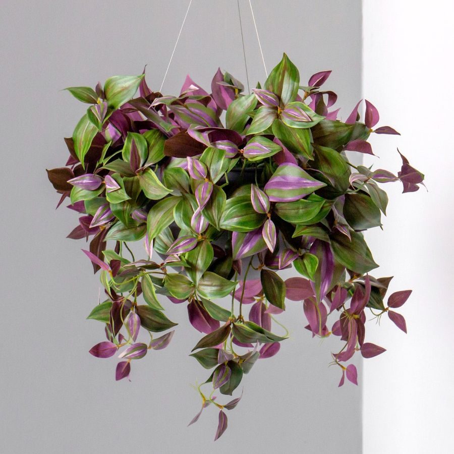 Tradescantia zebrina with striped purple and silver trailing leaves